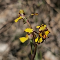 Diuris pardina (Leopard Doubletail) at Captains Flat, NSW - 4 Oct 2025 by Csteele4