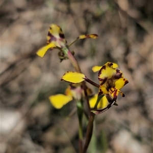Diuris chryseopsis by Csteele4