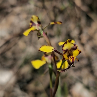 Diuris pardina (Leopard Doubletail) at Captains Flat, NSW - 4 Oct 2025 by Csteele4