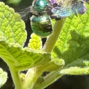 Unverified Bee (Hymenoptera, Apiformes) at Kangaroo Valley, NSW - Today by lbradley
