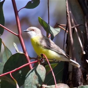 Gerygone olivacea at Pialligo, ACT - Yesterday by jb2602