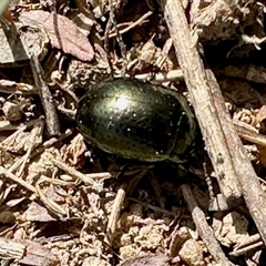 Chrysolina quadrigemina (Greater St Johns Wort beetle) at Yarralumla, ACT - 5 Oct 2025 by KMcCue