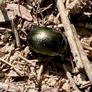 Chrysolina quadrigemina at Yarralumla, ACT - 5 Oct 2025 09:52 AM