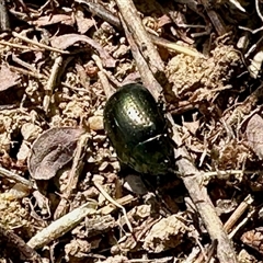 Chrysolina quadrigemina at Yarralumla, ACT - 5 Oct 2025 09:52 AM