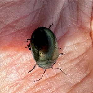 Chrysolina quadrigemina at Yarralumla, ACT - 5 Oct 2025 09:52 AM