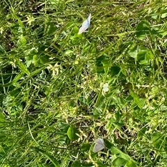 Zizina otis (Common Grass-Blue) at Yarralumla, ACT - 5 Oct 2025 by KMcCue