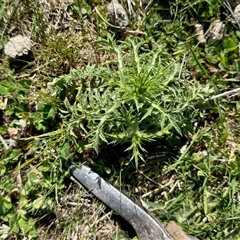 Carthamus lanatus (Saffron Thistle) at Yarralumla, ACT - 5 Oct 2025 by KMcCue