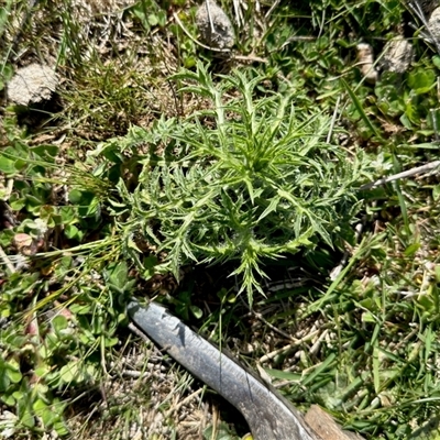 Carthamus lanatus (Saffron Thistle) at Yarralumla, ACT - 5 Oct 2025 by KMcCue