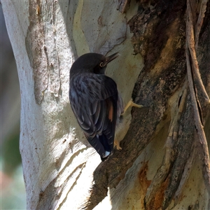 Daphoenositta chrysoptera at Ainslie, ACT - Yesterday by jb2602