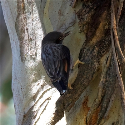 Daphoenositta chrysoptera (Varied Sittella) at Ainslie, ACT - 4 Oct 2025 by jb2602