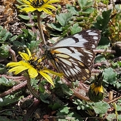 Belenois java (Caper White) at Braidwood, NSW - 5 Oct 2025 by MatthewFrawley