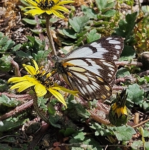 Belenois java at Braidwood, NSW - Today by MatthewFrawley
