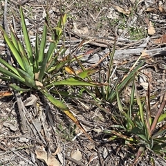 Yucca aloifolia (Spanish Bayonet) at Hume, ACT - 5 Oct 2025 by Mike