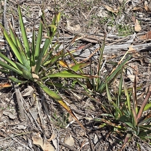 Crassula sieberiana at Hume, ACT - Today by Mike