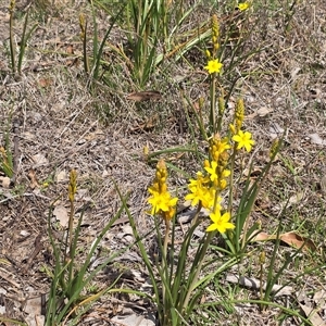 Bulbine bulbosa at Hume, ACT - Today by Mike