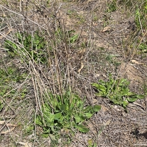 Cichorium intybus at Hume, ACT - Today by Mike