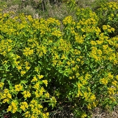 Euphorbia oblongata (Egg-leaf Spurge) at Hume, ACT - 5 Oct 2025 by Mike