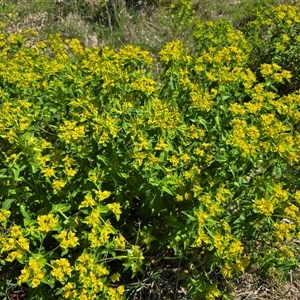 Euphorbia oblongata at Hume, ACT - Today by Mike
