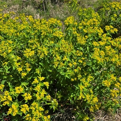 Euphorbia oblongata (Egg-leaf Spurge) at Hume, ACT - 5 Oct 2025 by Mike