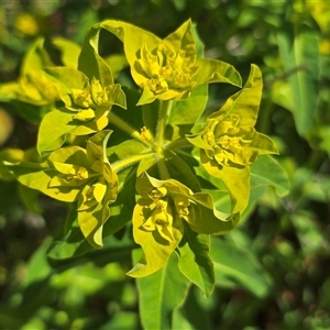 Euphorbia oblongata at Hume, ACT - 5 Oct 2025 11:41 AM