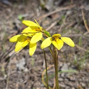Diuris chryseopsis at Fadden, ACT - Today by Mike