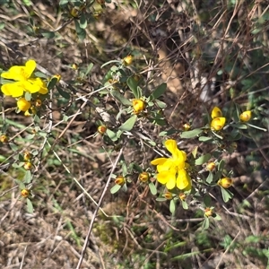 Hibbertia obtusifolia at Isaacs, ACT - Today by Mike