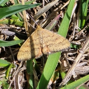 Scopula rubraria at Isaacs, ACT - Today by Mike