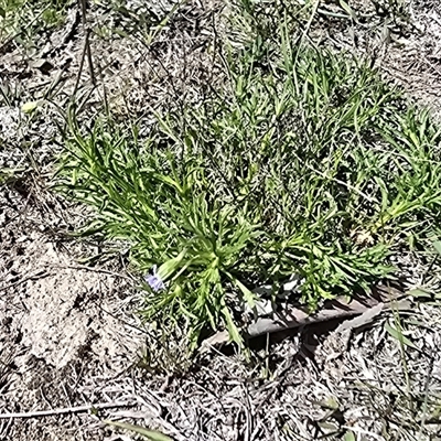 Vittadinia muelleri at Isaacs, ACT - 5 Oct 2025 by Mike