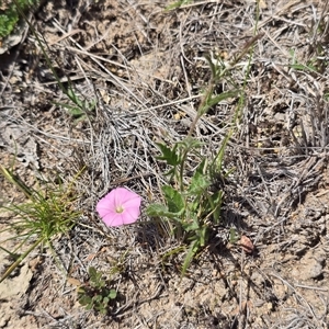 Convolvulus angustissimus at Isaacs, ACT - Today by Mike