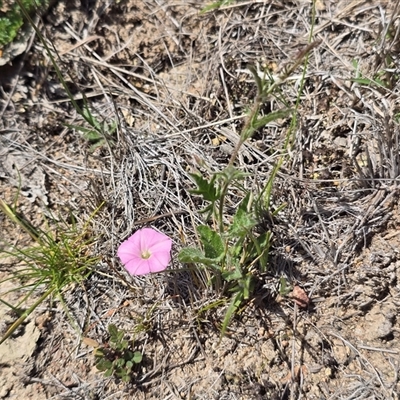 Convolvulus angustissimus at Isaacs, ACT - Yesterday by Mike