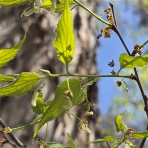Celtis australis at Isaacs, ACT - Today by Mike