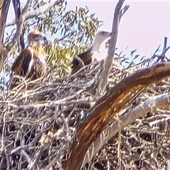 Aquila audax (Wedge-tailed Eagle) at Isaacs, ACT - 5 Oct 2025 by Mike