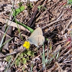 Zizina otis (Common Grass-Blue) at Isaacs, ACT - 5 Oct 2025 by Mike