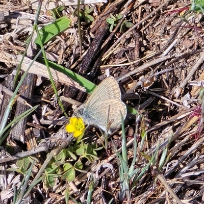 Zizina otis (Common Grass-Blue) at Isaacs, ACT - 5 Oct 2025 by Mike