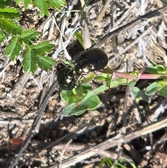 Chrysolina quadrigemina (Greater St Johns Wort beetle) at Isaacs, ACT - 5 Oct 2025 by Mike