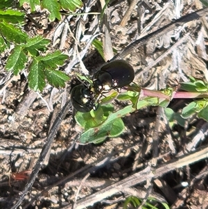 Chrysolina quadrigemina at Isaacs, ACT - Today by Mike