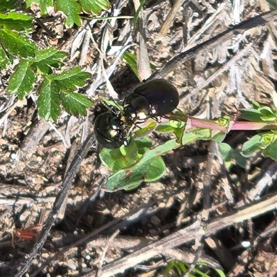 Chrysolina quadrigemina (Greater St Johns Wort beetle) at Isaacs, ACT - 5 Oct 2025 by Mike