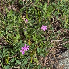Erodium (genus) at Isaacs, ACT - 5 Oct 2025 by Mike