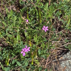 Erodium cicutarium at Isaacs, ACT - 5 Oct 2025 10:03 AM
