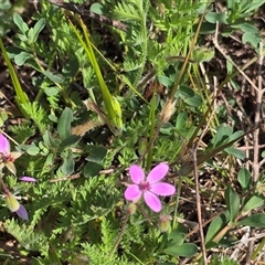 Erodium cicutarium at Isaacs, ACT - 5 Oct 2025 10:03 AM