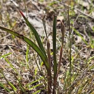 Unverified Orchid at Fadden, ACT - Today by Mike