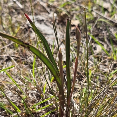 Unverified Orchid at Fadden, ACT - 5 Oct 2025 by Mike
