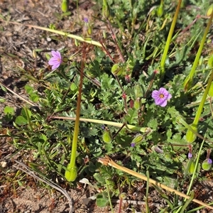 Erodium (genus) at Fadden, ACT - Today by Mike