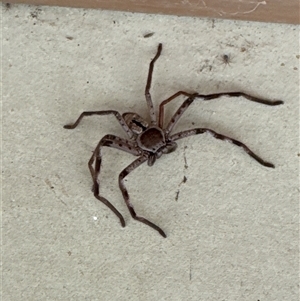 Unverified Huntsman spider (Sparassidae) at Cedar Creek, QLD - Today by DAdeGroot