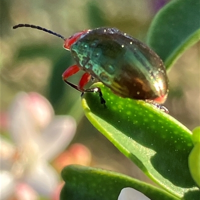 Lamprolina impressicollis (Pittosporum leaf beetle) at Canyonleigh, NSW - 30 Sep 2025 by blacksheep