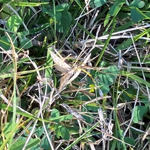 Scopula rubraria at Canyonleigh, NSW - 30 Sep 2025 04:34 PM
