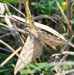 Scopula rubraria at Canyonleigh, NSW - 30 Sep 2025 04:34 PM