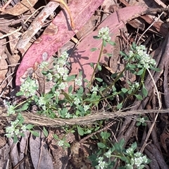 Poranthera microphylla (Small Poranthera) at Canyonleigh, NSW - 30 Sep 2025 by blacksheep