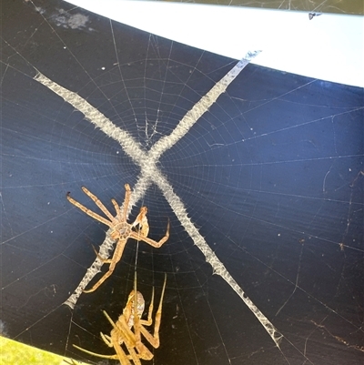 Argiope (genus) (A St. Andrew's cross spider) at Lorne, NSW - 5 Oct 2025 by Butlinz