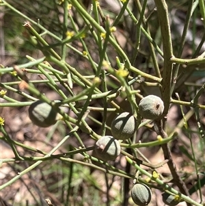 Unverified Other Shrub at Canyonleigh, NSW - 30 Sep 2025 by blacksheep